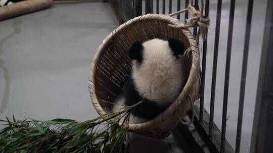 国宝大熊猫动物萌宠四川成都