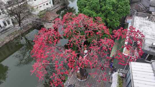 中国广东省广州市海珠区黄埔村木棉花