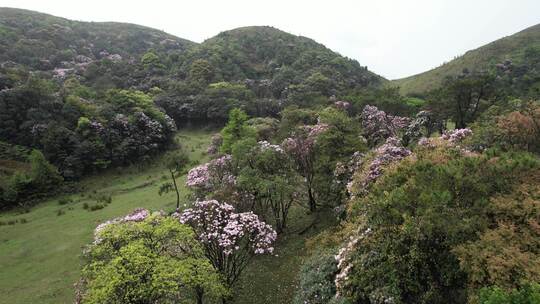 信宜八排顶高山杜鹃花航拍