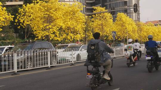 街道两边盛开的花，人们悠闲地欣赏着黄花