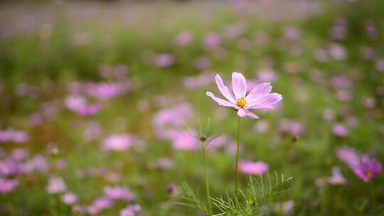 美丽的花