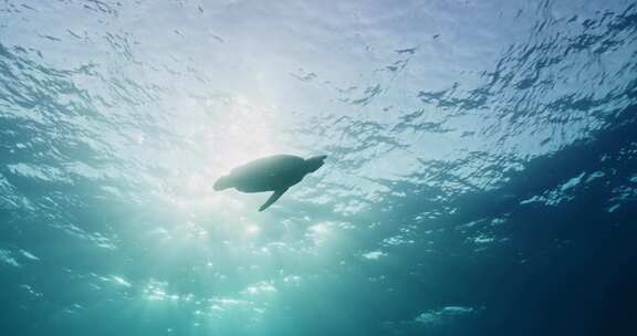 海龟，珊瑚礁，水下，海洋生物