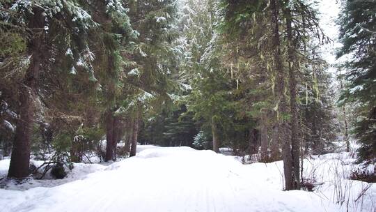 森林里的雪路
