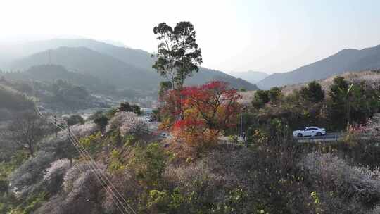 中国广东省广州市从化区广州流溪东星村梅花