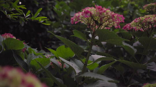 植物森林治愈雨水唯美意境清新自然