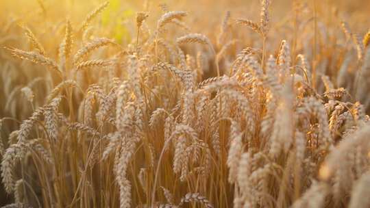 金黄的小麦成熟的麦子