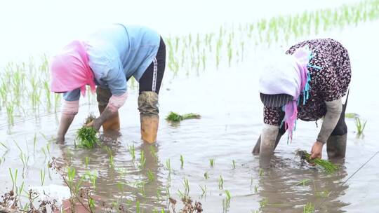 农民在稻田里插秧视频素材模板下载
