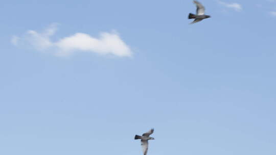 鸽子在天空翱翔蓝天白云视频素材模板下载