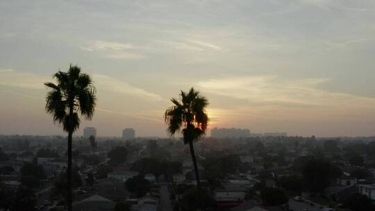 日落时分_市景中的棕榈树