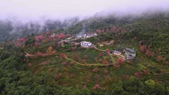 航拍无量山樱花