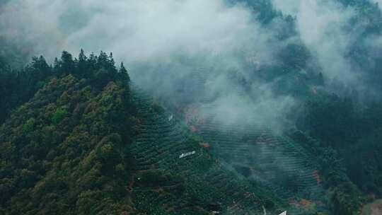 黄山毛峰茶园茶山茶文化航拍