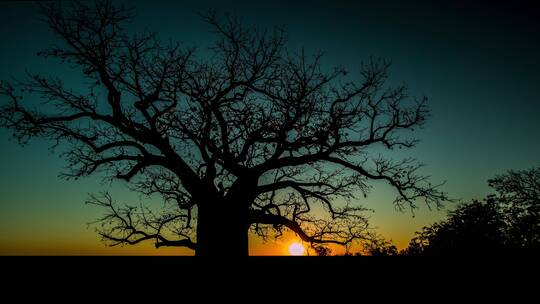 澳大利亚昆士兰州一棵雄伟的树上的延时日落和黄昏