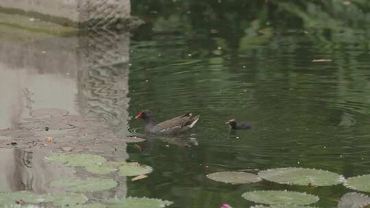 鸭妈妈带小鸭在池塘里游泳