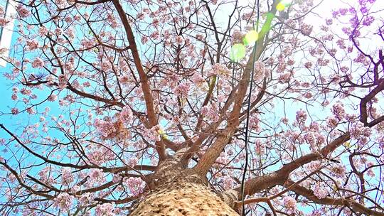 北京亦庄的梧桐大道花海街道