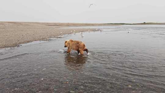 一只棕熊沿着大海行走的无人机视图