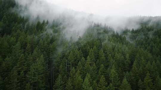 云雾森林