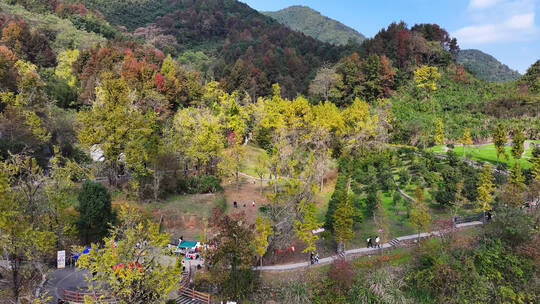 浙江诸暨灵山坞银杏公园秋色航拍合集