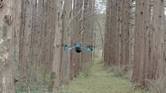 飞行在昆嵛山水杉林中的大疆御三无人机视频素材模板下载