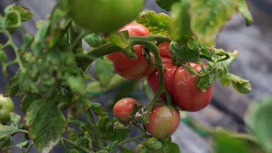 西红柿 番茄 蔬菜大棚 蔬菜 农民干活