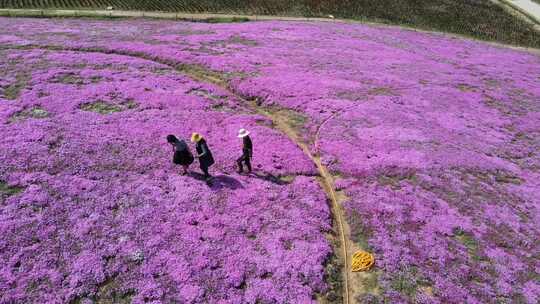 4K航拍古村落花海合集