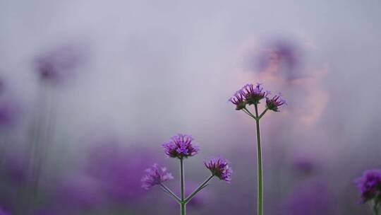 紫色植物柳叶马鞭草