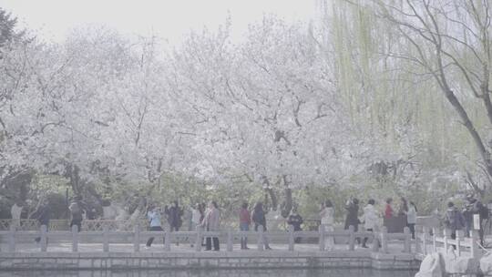 济南五龙潭 百花公园 春日素材