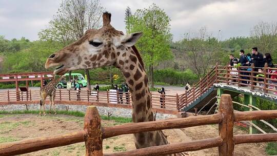 济南动物园吃草的长颈鹿