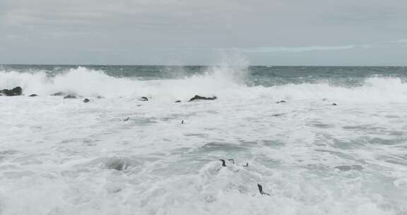 企鹅，鸟，海，海洋