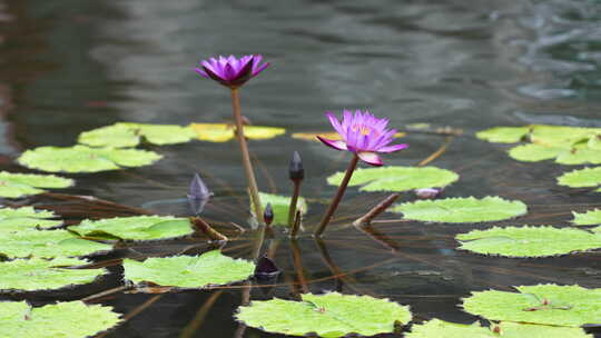 水面上的莲花实拍