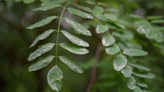 夏日雨季露珠实拍