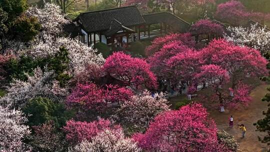 杭州植物园梅花