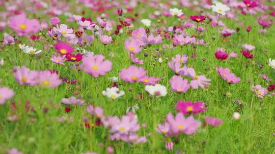 格桑花 春暖花开