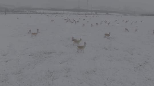 冬天雪地里来了野生黄羊