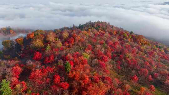 4K秋天五花山吉林东北秋景日出云海云雾逆光