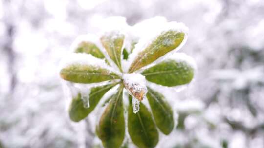 冻雨雾凇树挂雪景