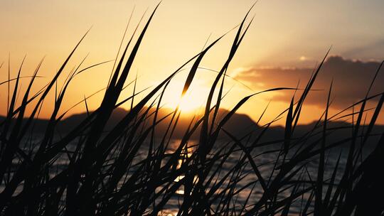 芦苇夕阳落日海边晚风水波