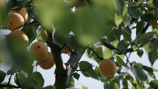 杏树果园实拍