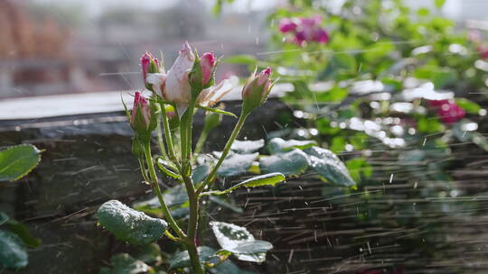 水滴打在花蕾上的特写慢镜头