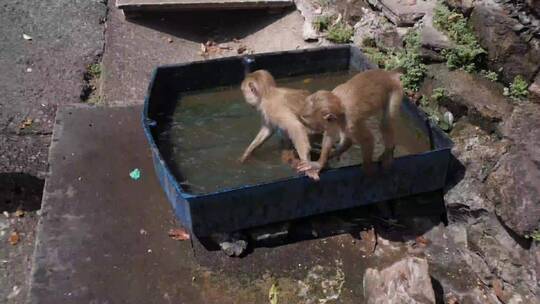 一群猴子在一个盛水的容器里洗澡