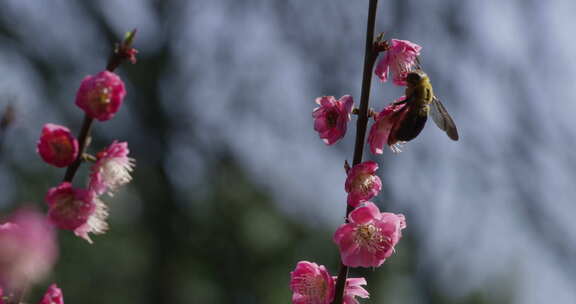 梅花