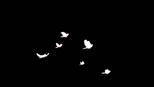 白鸽群鸟飞舞透明背景