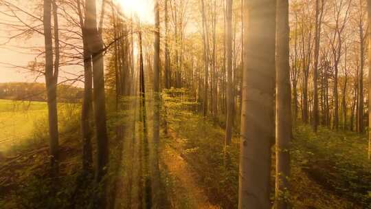 阳光照进树林、树林中的光束