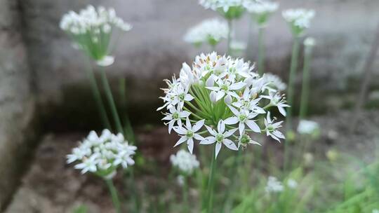 韭菜花特写