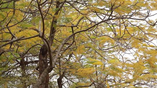 枯黄的凤凰树