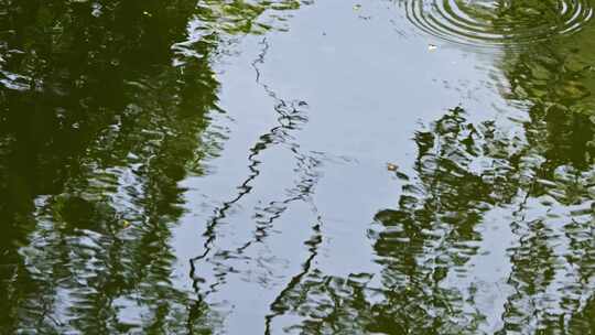 湖面落花花瓣落水水波纹水面倒影