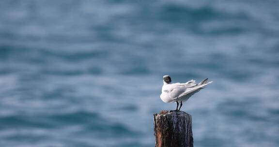 海边海鸟海鸥飞翔慢镜头