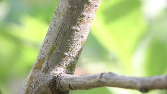 蚂蚁与蚜虫共生系列之劳碌的树蚂蚁