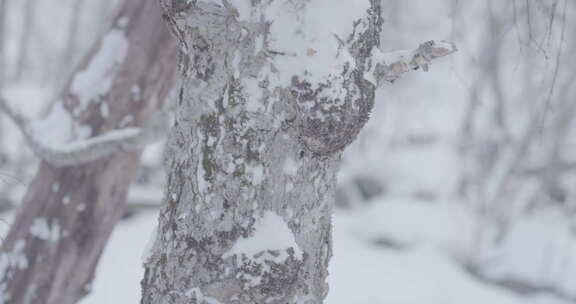 被雪覆盖的长白山北坡景区风光