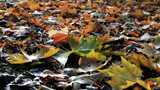 地面上的秋天落叶景象高清在线视频素材下载