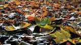 地面上的秋天落叶景象高清在线视频素材下载